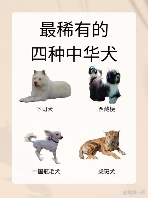 澳门开奖结果开奖记录表013和中国下司犬外网爆火与中国下司犬介绍